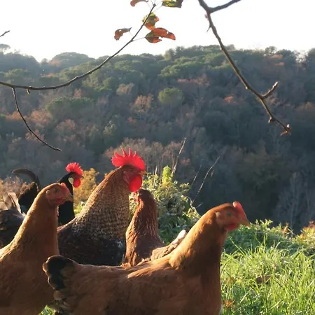 Podere Calcinaia Hétvégi ház *